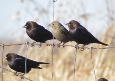 Brown-Headed Cowbird