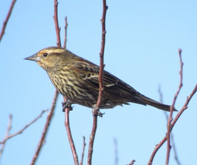 Red-Winged Blackbird