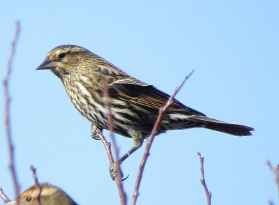 Red-Winged Blackbird