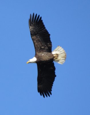 Bald Eagle