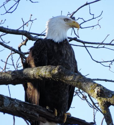 Bald Eagle