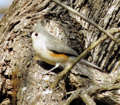 Tufted Titmouse