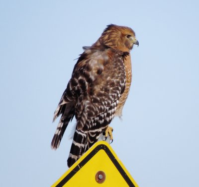 Red-Shouldered Hawk
