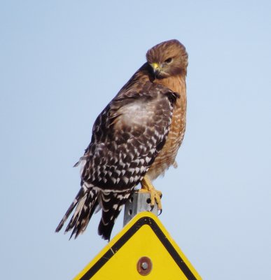 Red-Shouldered Hawk