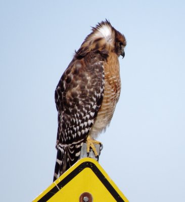 Red-Shouldered Hawk