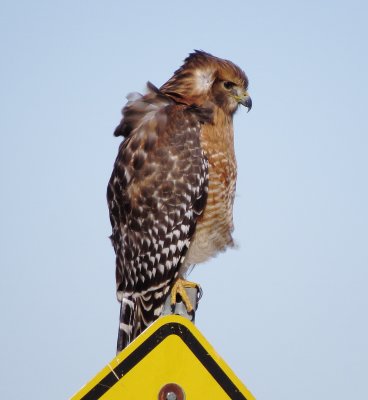 Red-Shouldered Hawk