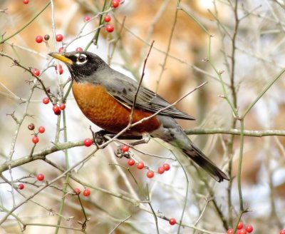 American Robin