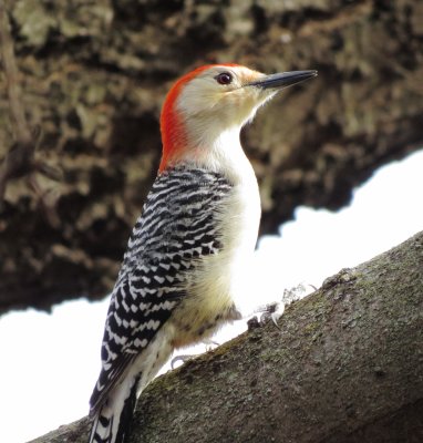 Red-Bellied Woodpecker