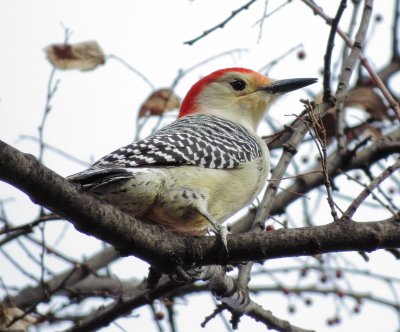 Red-Bellied Woodpecker