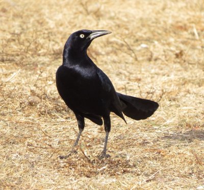 Great-Tailed Grackle