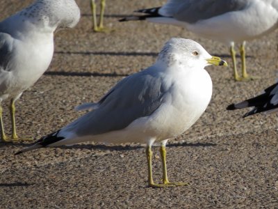 Ring-Billed Gull