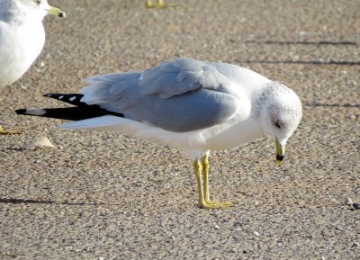 Ring-Billed Gull