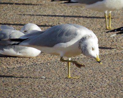 Ring-Billed Gull
