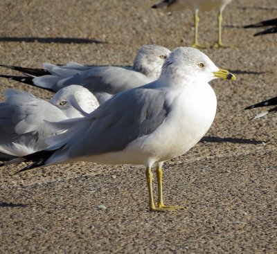 Ring-Billed Gull