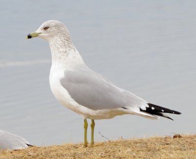 Ring-Billed Gull