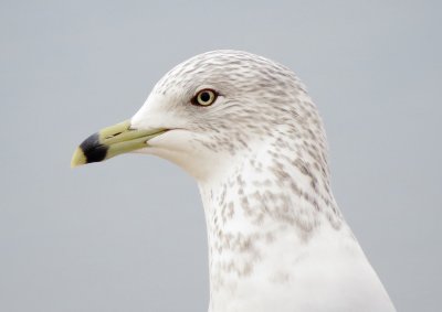 Ring-Billed Gull