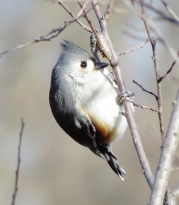 Tufted Titmouse