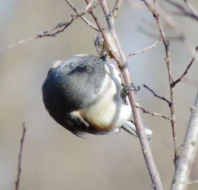 Tufted Titmouse
