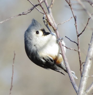 Tufted Titmouse