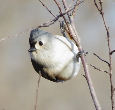 Tufted Titmouse