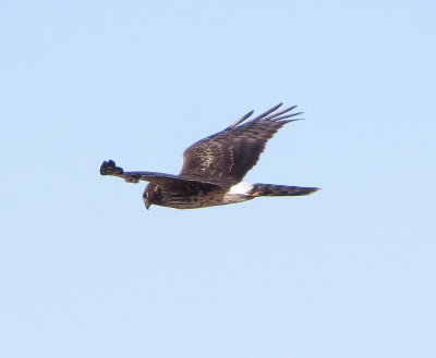 Northern Harrier