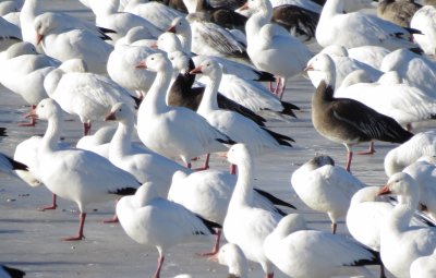 Snow Goose