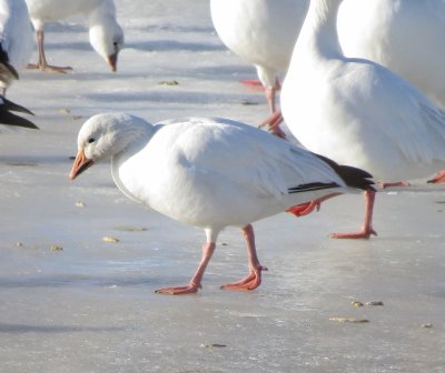 Snow Goose