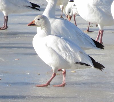 Snow Goose