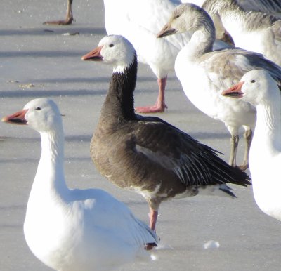 Snow Goose