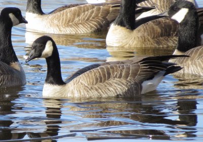 Cackling Goose
