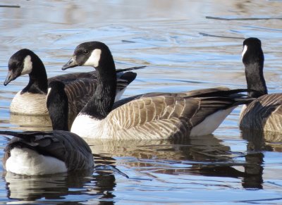 Cackling Goose