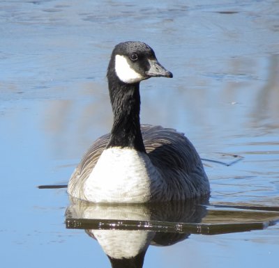 Cackling Goose