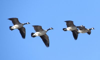 Cackling Goose