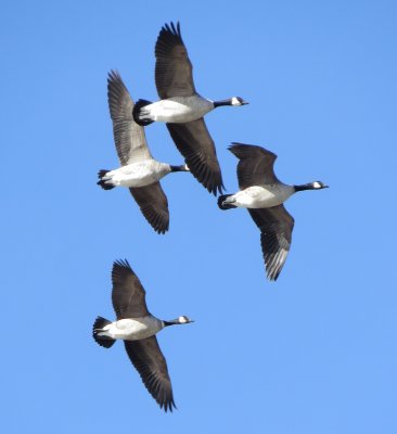 Cackling Goose