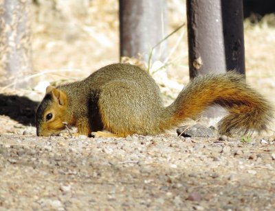 Eastern Fox Squirrel