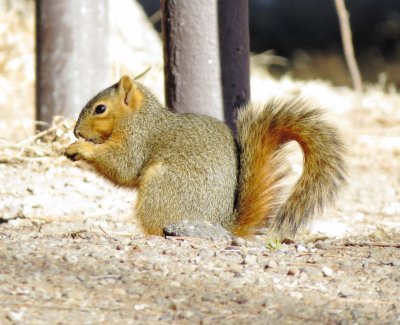 Eastern Fox Squirrel