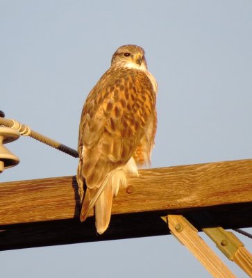 Ferruginous Hawk