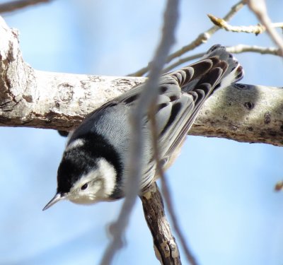 White-Breasted Nuthatch