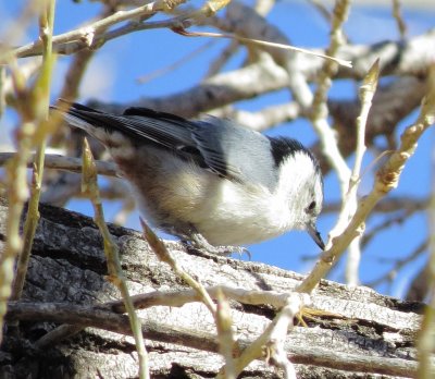 White-Breasted Nuthatch