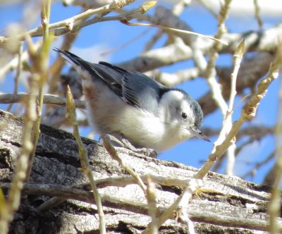 White-Breasted Nuthatch