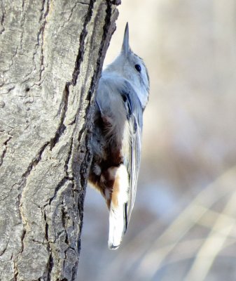 White-Breasted Nuthatch