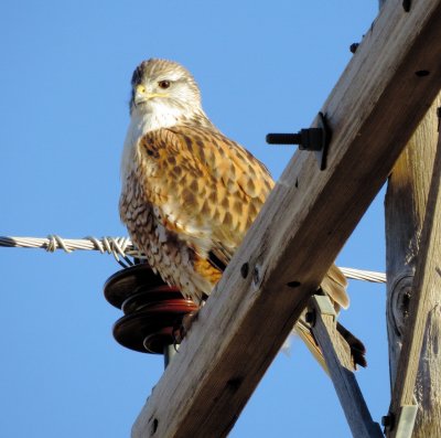 Ferruginous Hawk