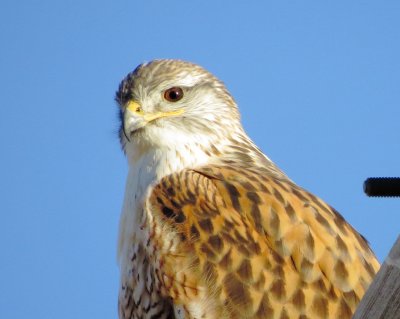 Ferruginous Hawk
