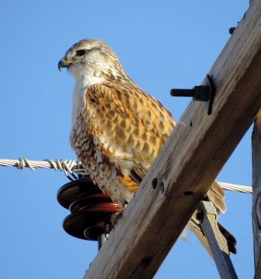 Ferruginous Hawk