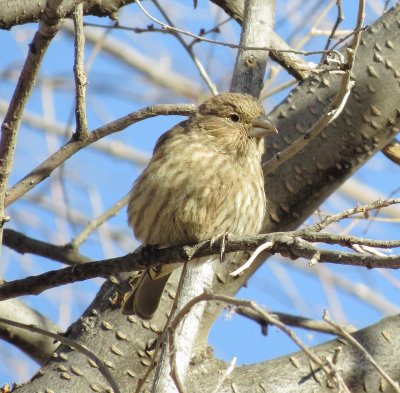 House Finch