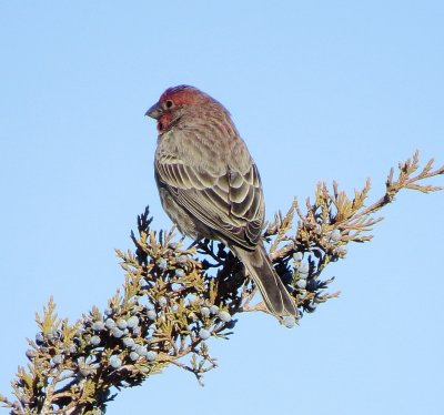 House Finch