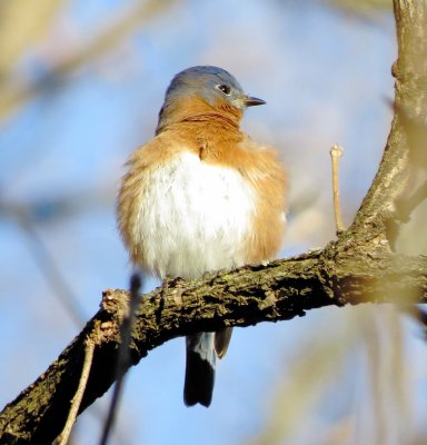 Eastern Bluebird