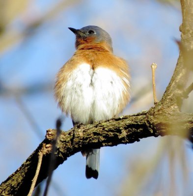 Eastern Bluebird