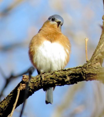 Eastern Bluebird