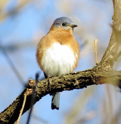 Eastern Bluebird